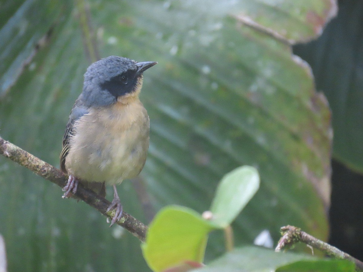 Black-eared Hemispingus - ML645841447