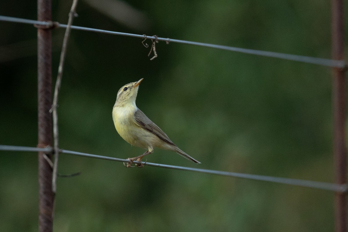 Willow Warbler - ML645841452