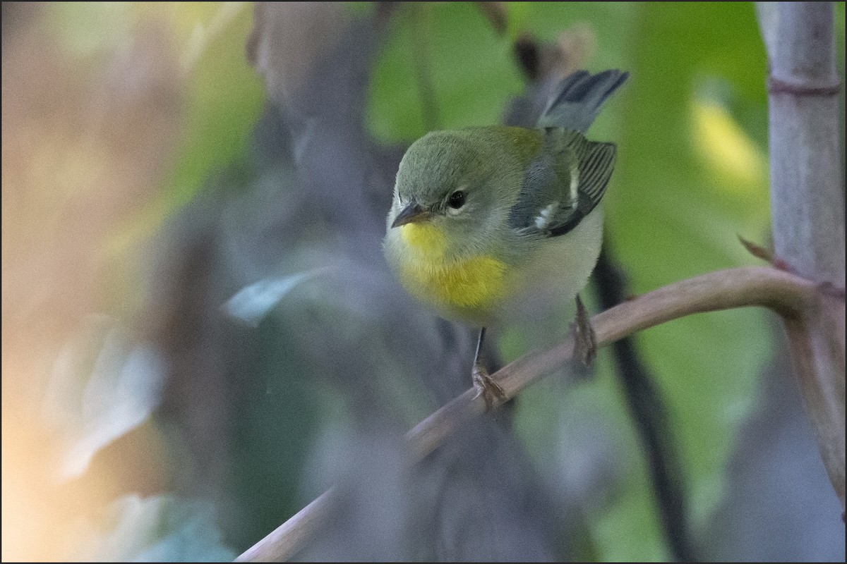 Northern Parula - ML645841453