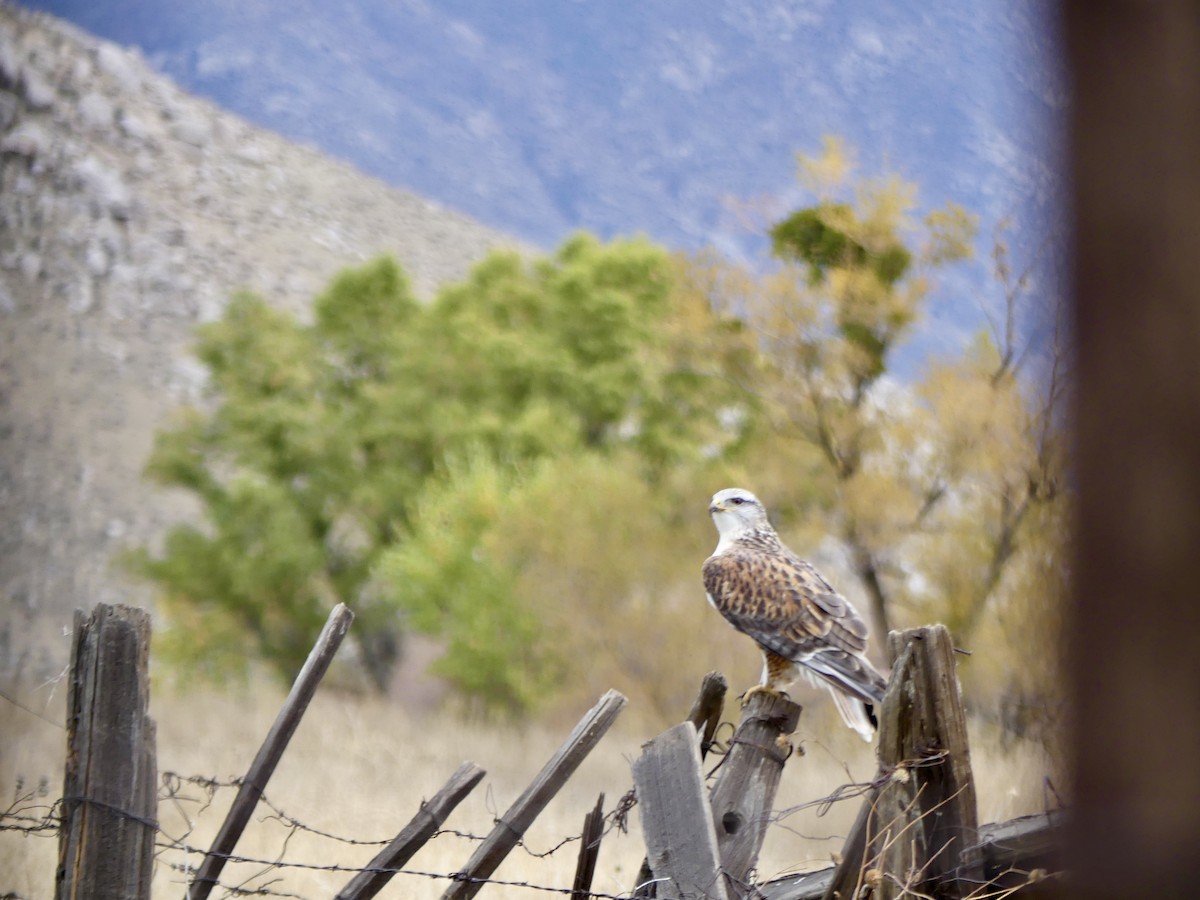 kongevåk - ML645841459