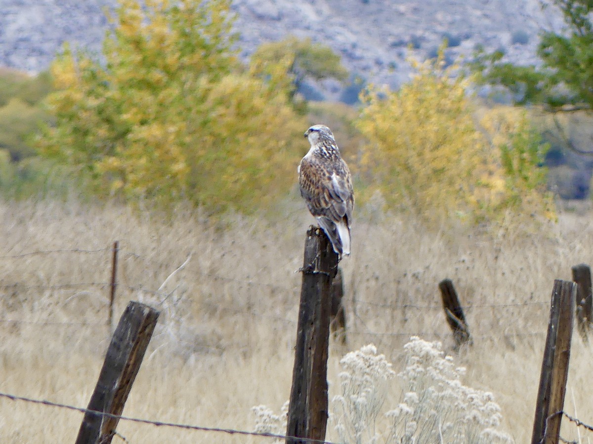 kongevåk - ML645841460