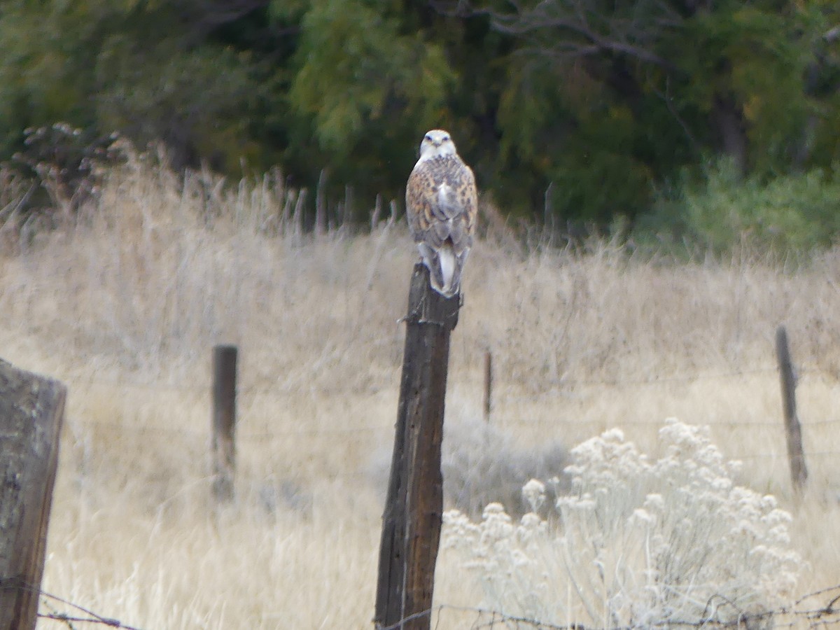 kongevåk - ML645841461