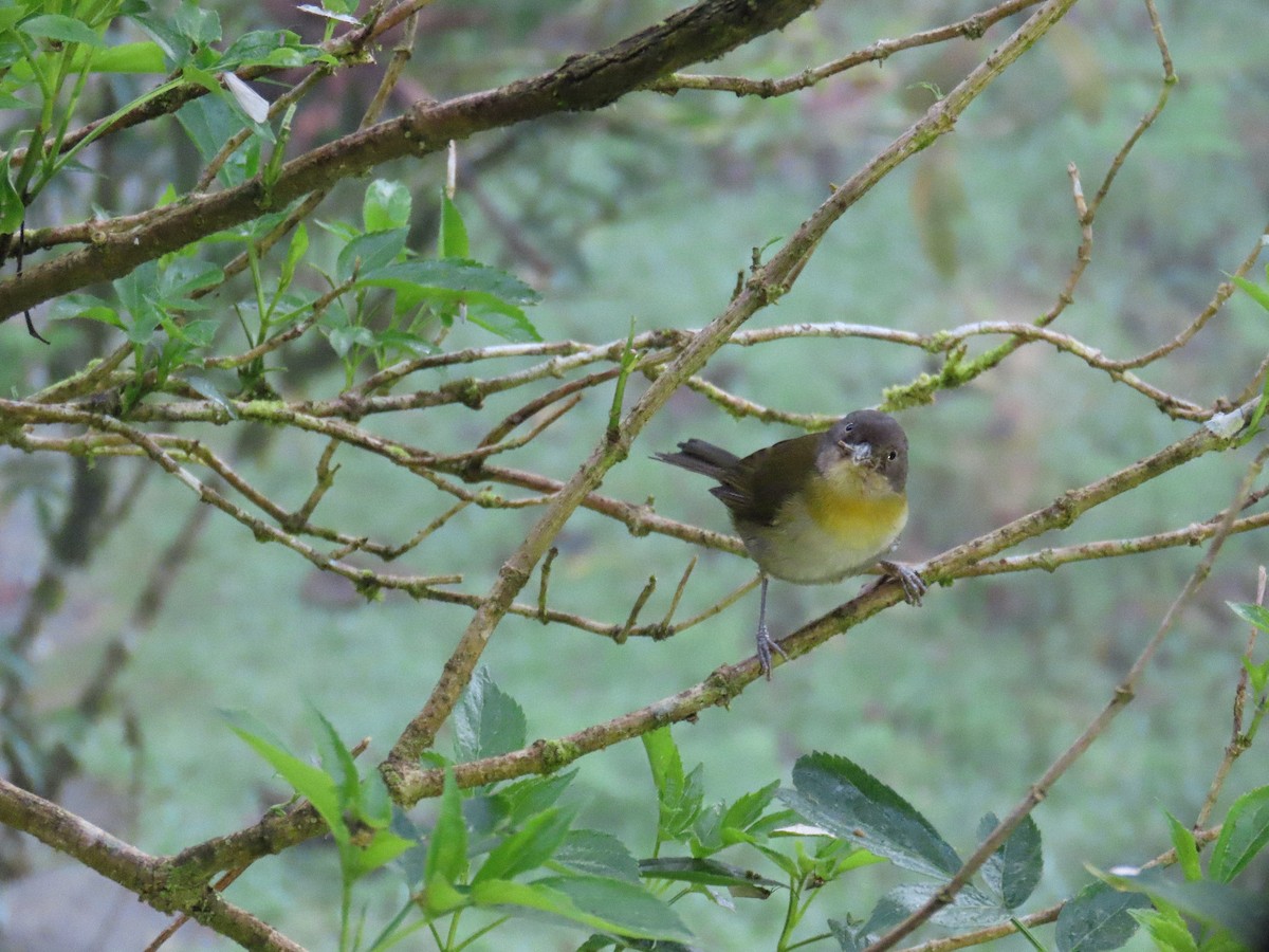 Common Chlorospingus - ML645841468