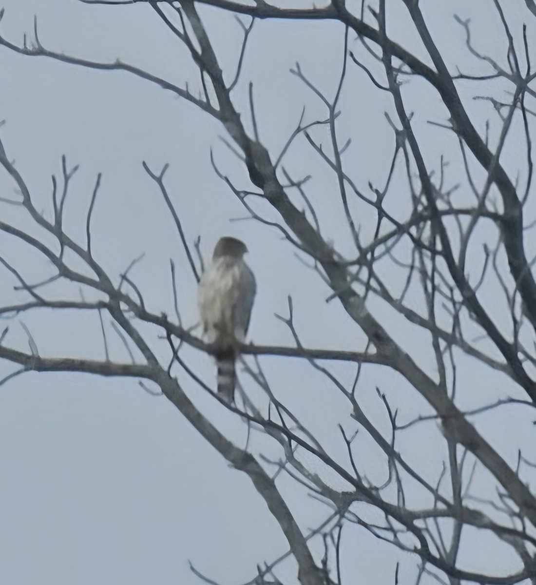 Cooper's Hawk - ML645841473