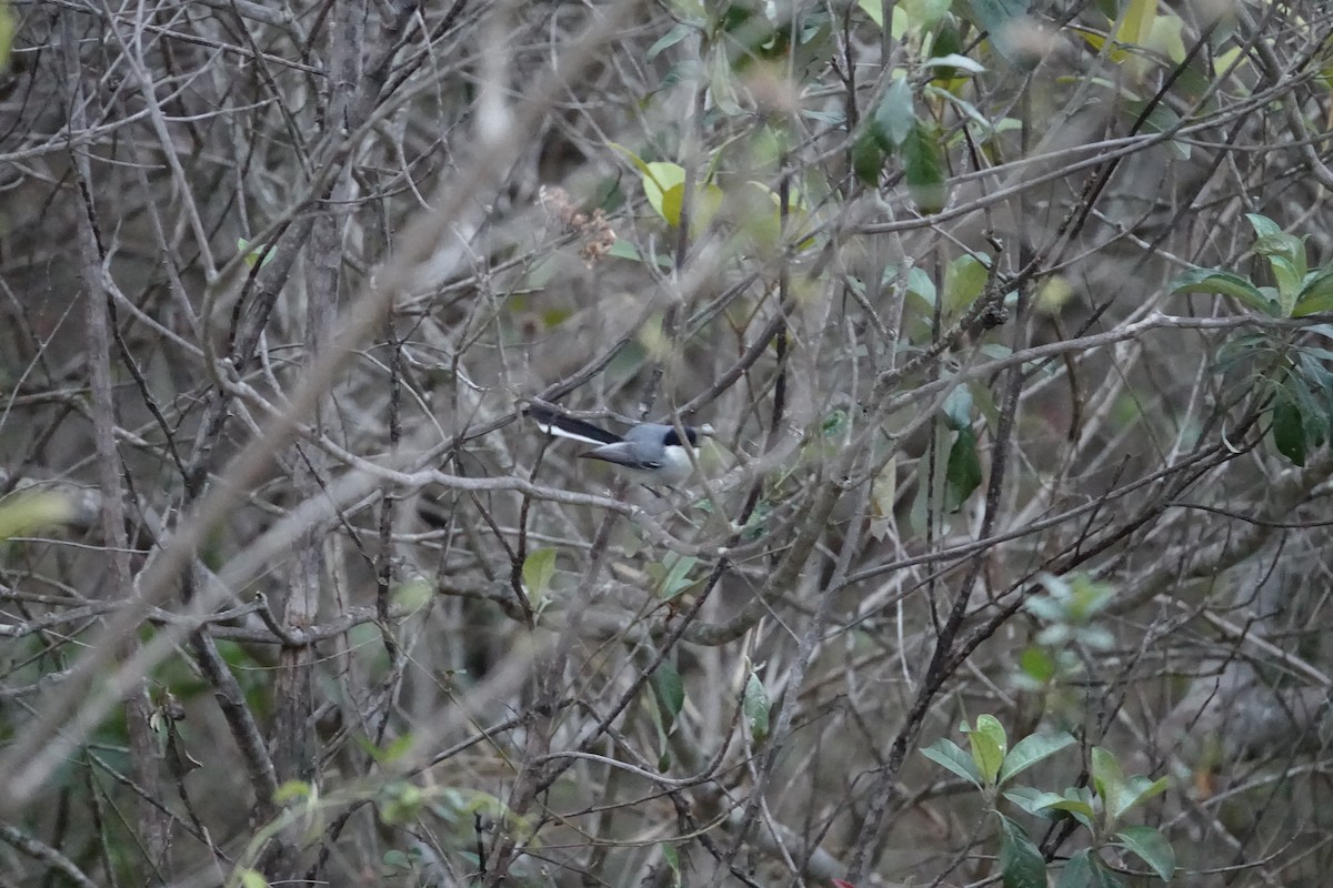 Tropical Gnatcatcher - ML645841478