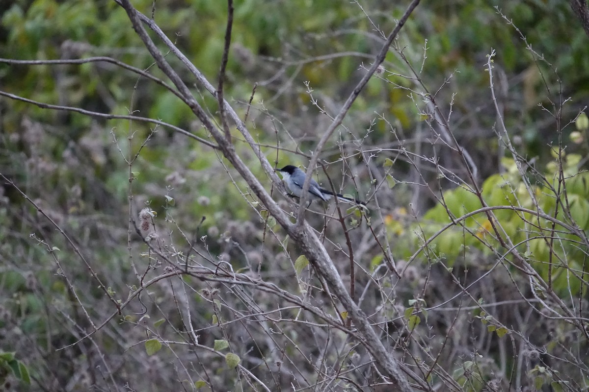 Tropical Gnatcatcher - ML645841479