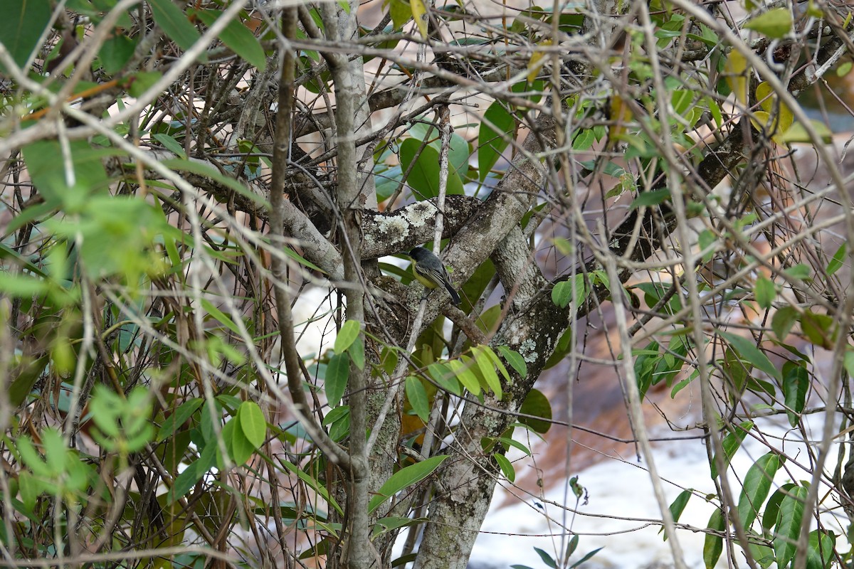 Common Tody-Flycatcher - ML645841492
