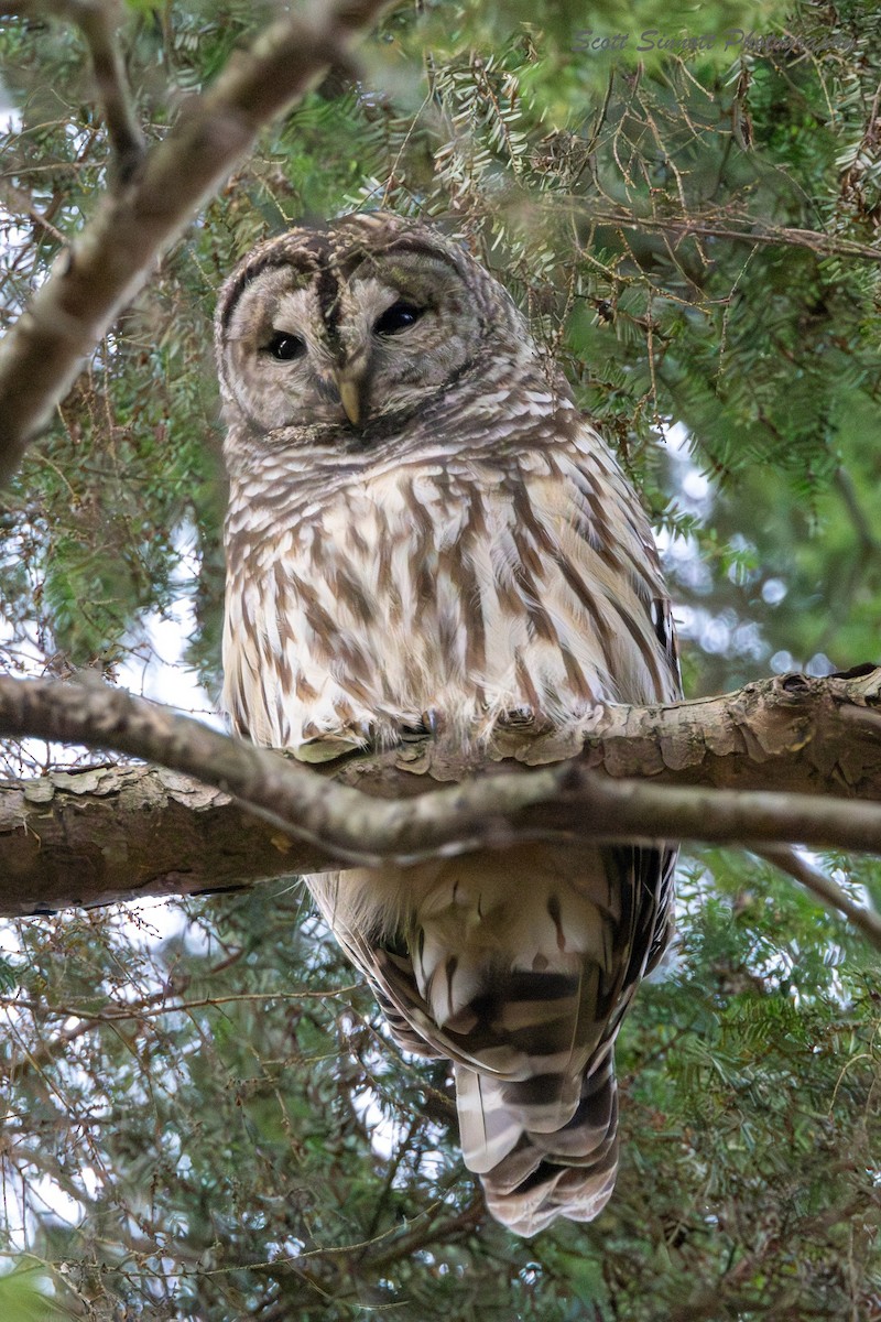 Chouette rayée - ML645841497