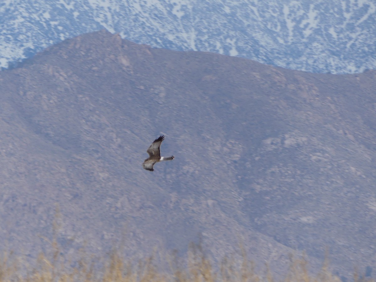 Лунь американський - ML645841502