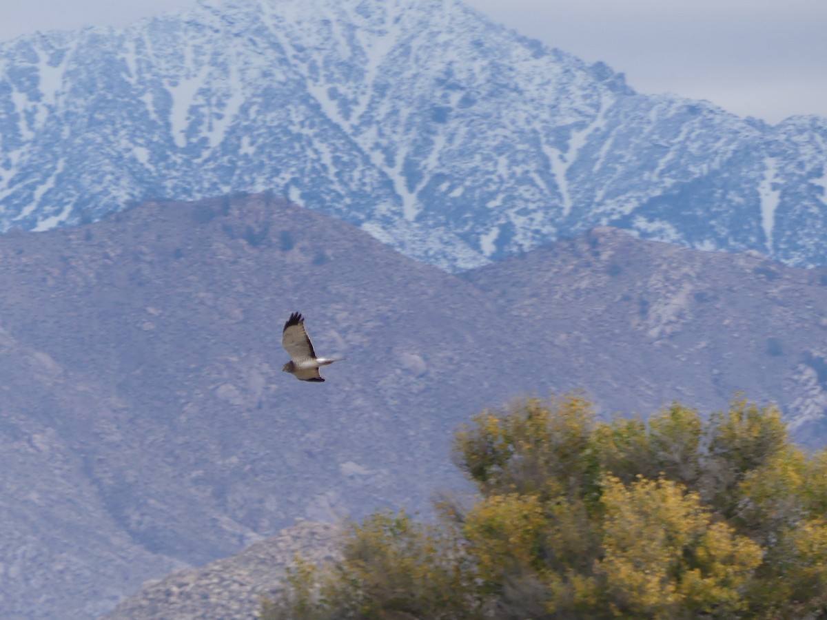 Лунь американський - ML645841503