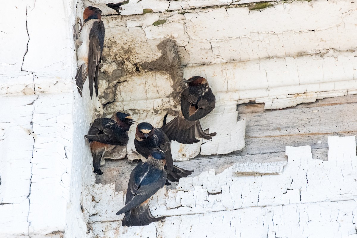 סנונית אמריקנית - ML645841516