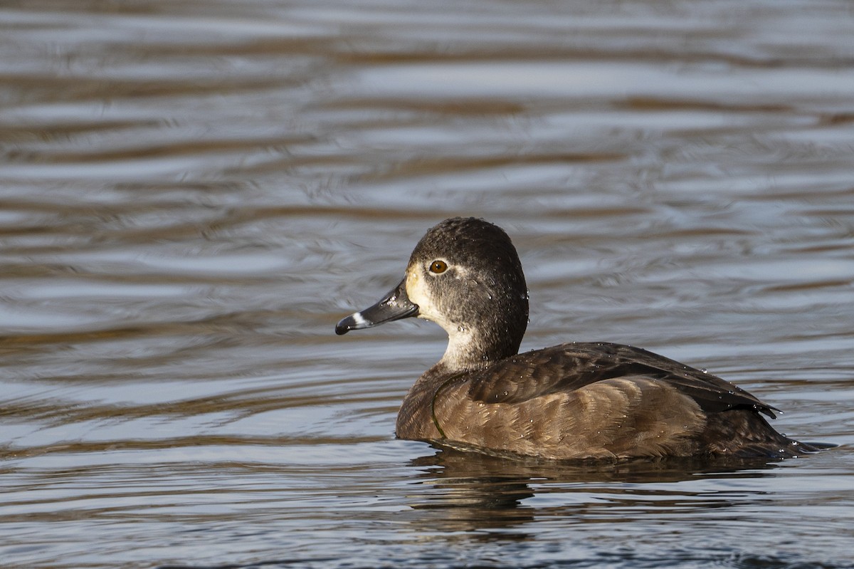 Ring-necked Duck - ML645841517