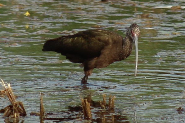 Beltzaran musuzuria - ML645841521