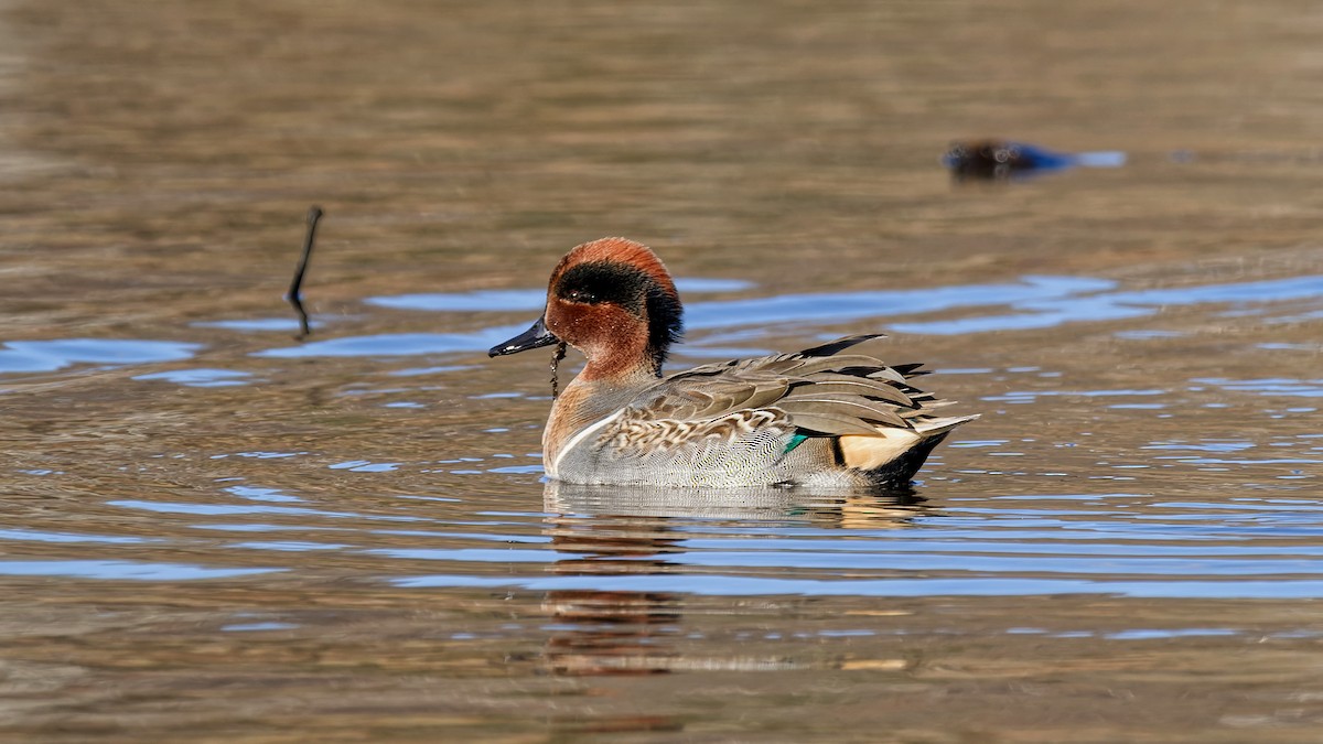 Green-winged Teal - ML645841527