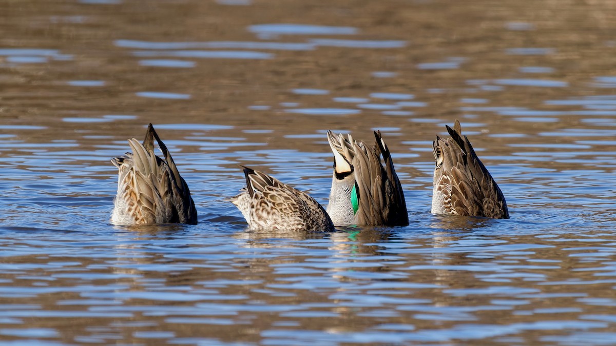 Green-winged Teal - ML645841528