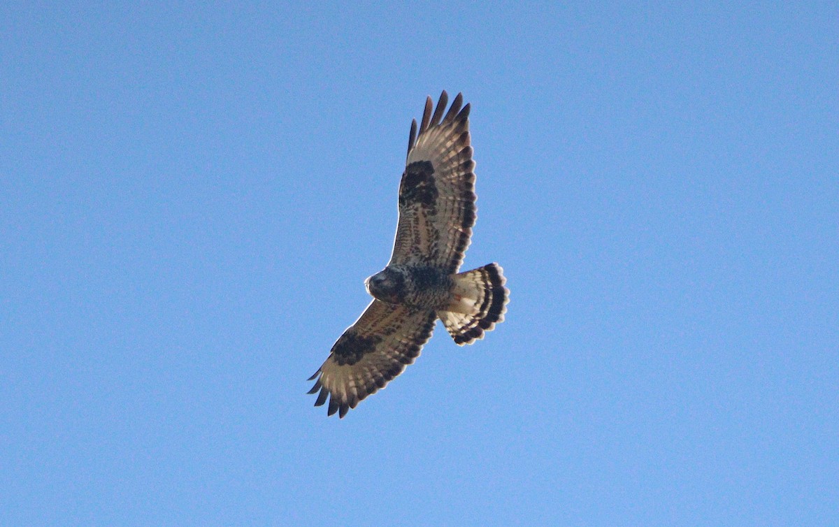 Rough-legged Hawk - ML645841537