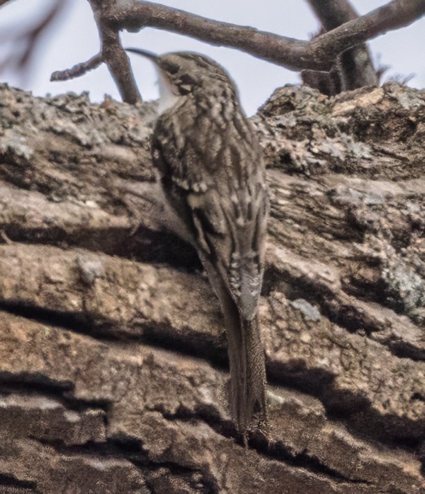 Brown Creeper - ML645841538