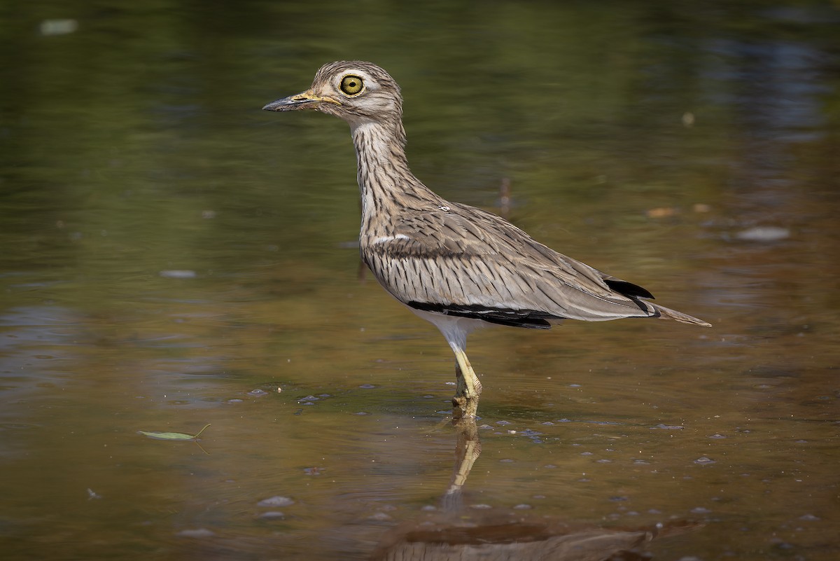 Senegal Thick-knee - ML645841542