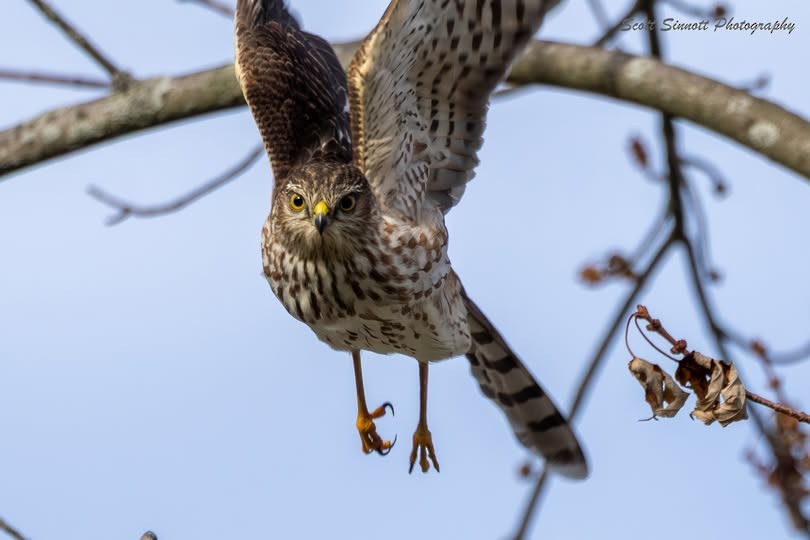 Sharp-shinned Hawk - ML645841544