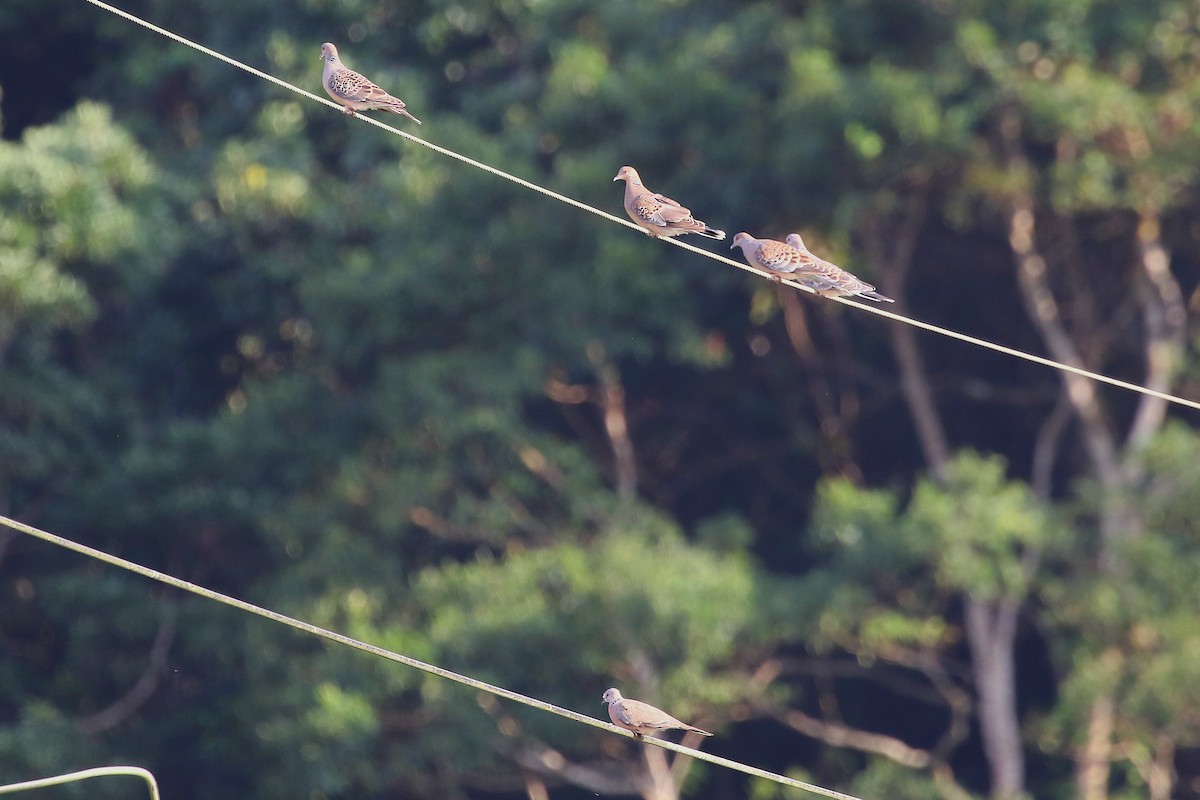 Oriental Turtle-Dove - ML645841546
