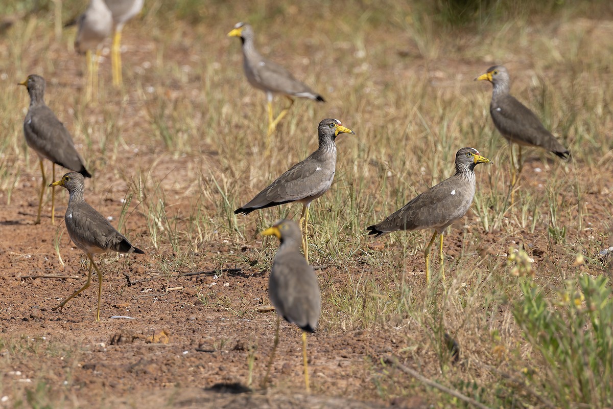 Wattled Lapwing - ML645841547