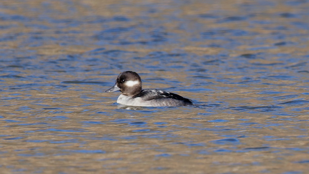 Bufflehead - ML645841548