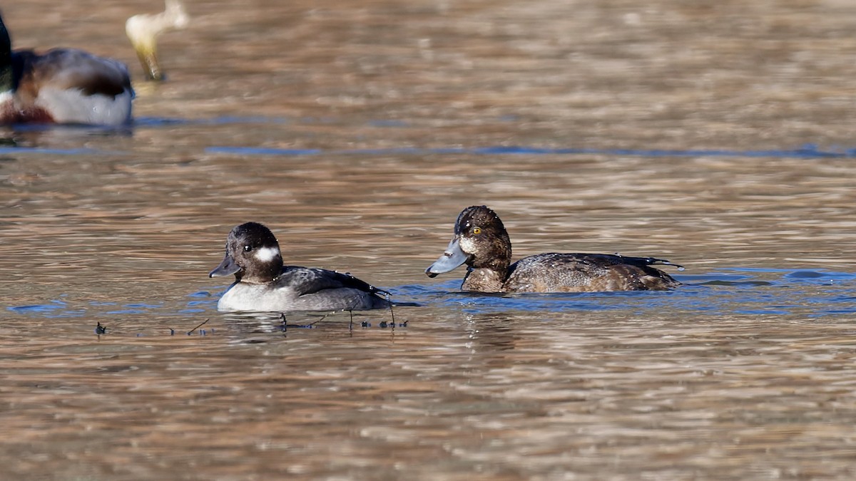 Bufflehead - ML645841550