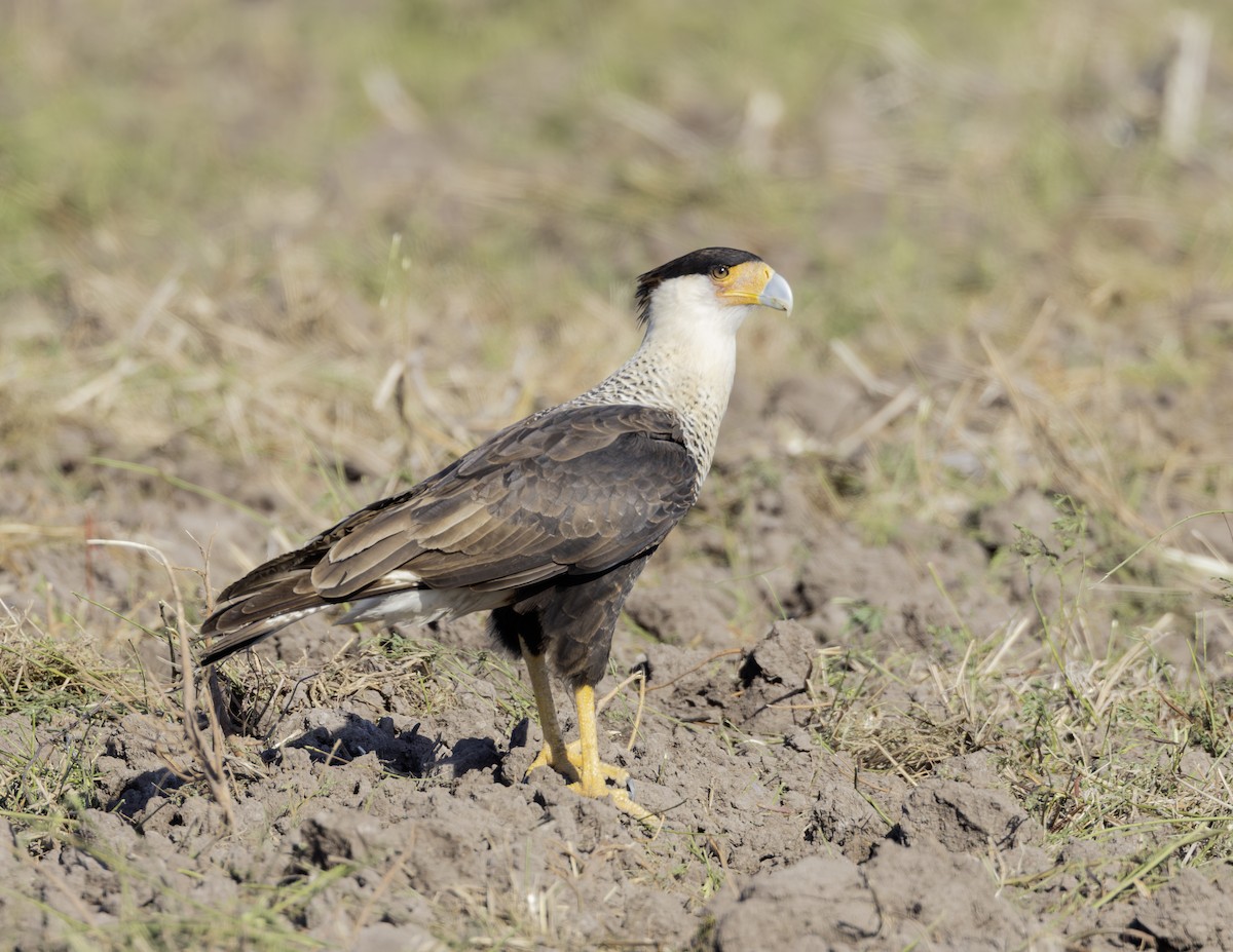 Crested Caracara - ML645841552
