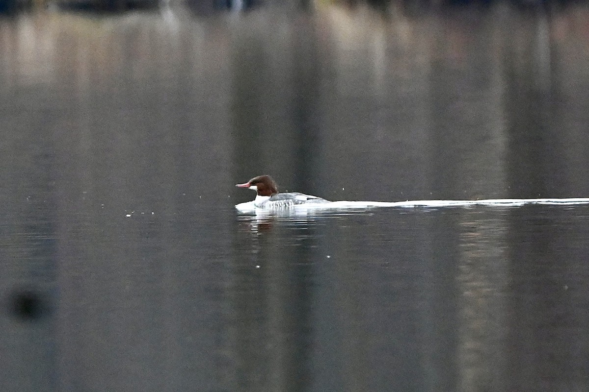 Common Merganser - ML645841553