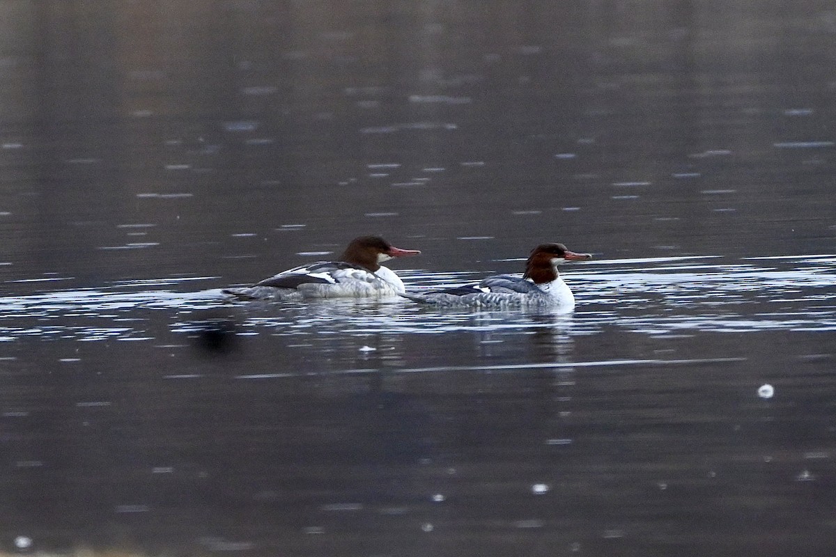 Common Merganser - ML645841554
