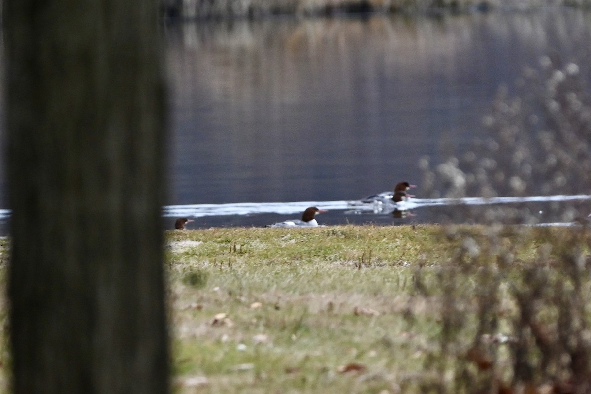 Common Merganser - ML645841555