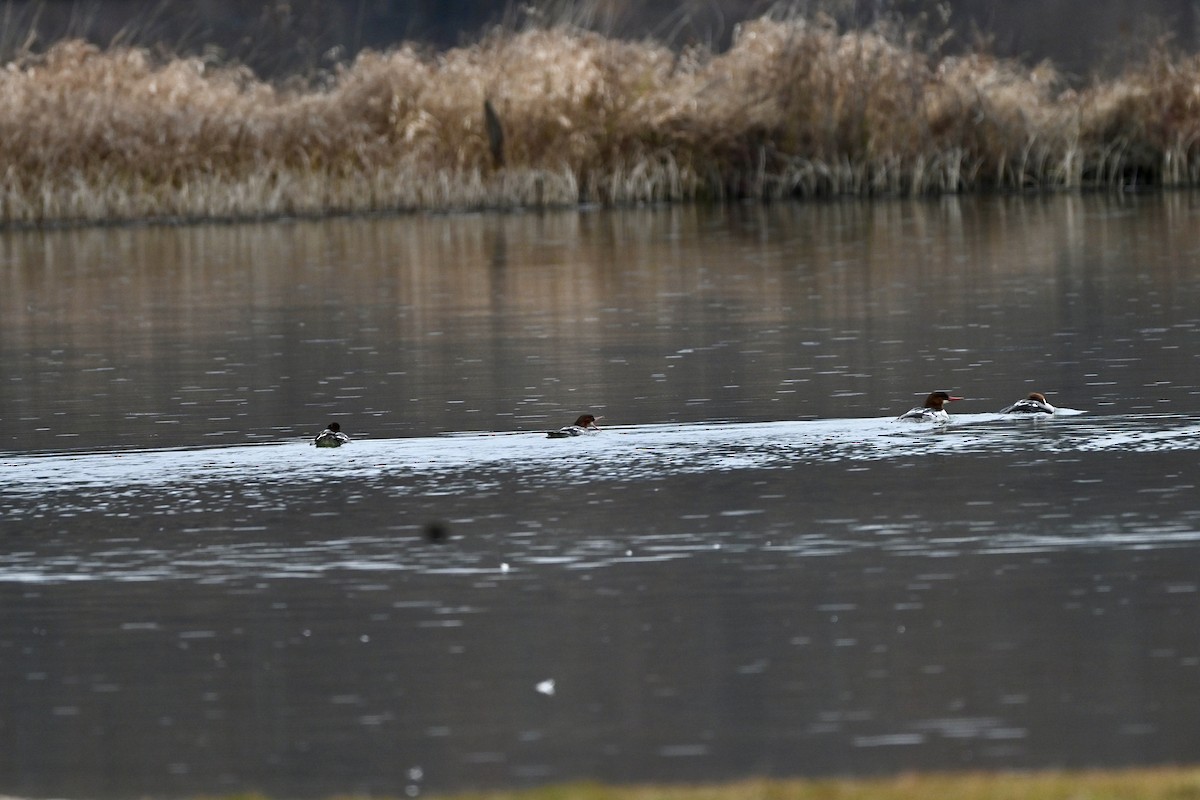 Common Merganser - ML645841556