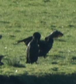 Great Cormorant - ML645841557