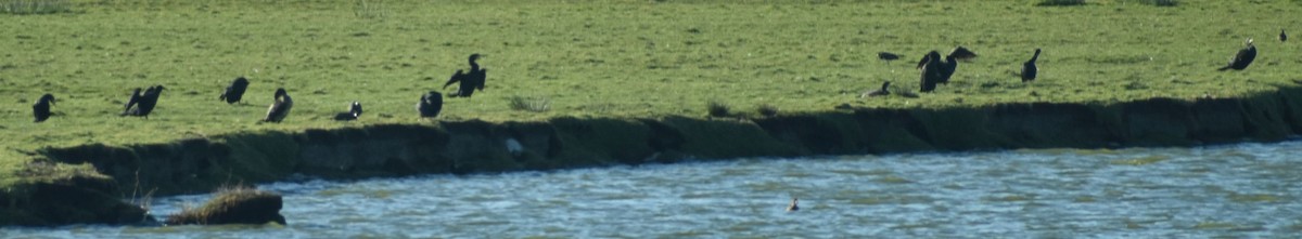 Great Cormorant - ML645841558