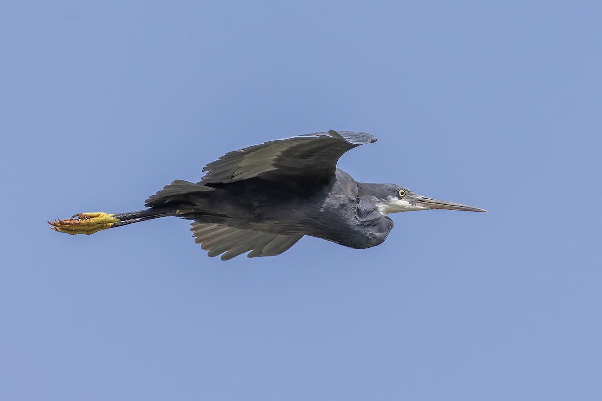 Western Reef-Heron - ML645841559