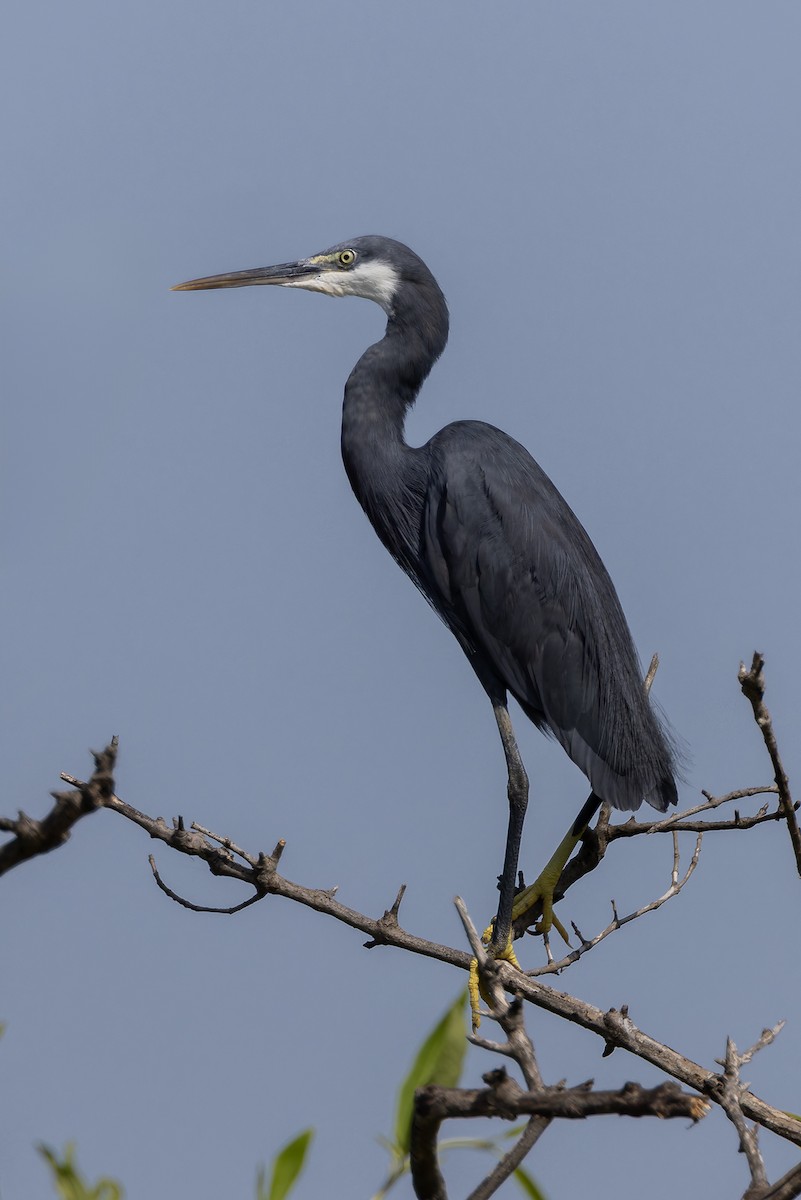 Western Reef-Heron - ML645841560