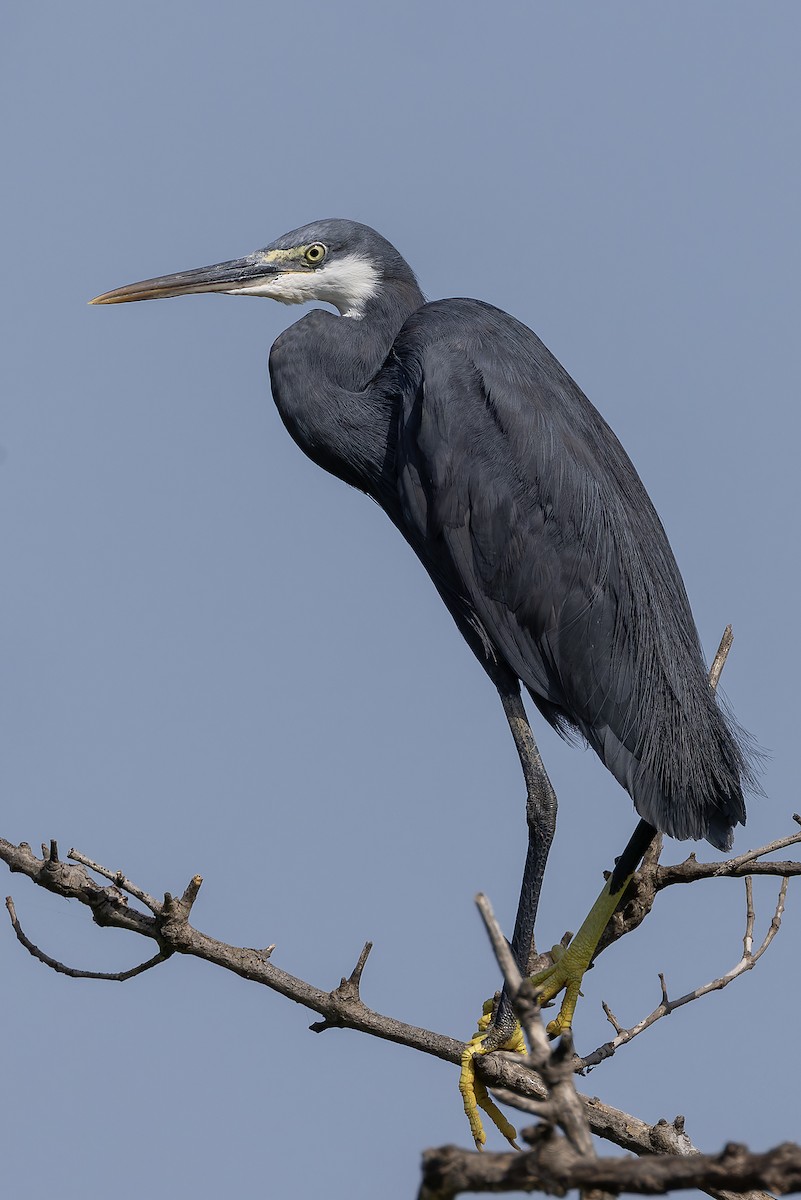 Western Reef-Heron - ML645841561