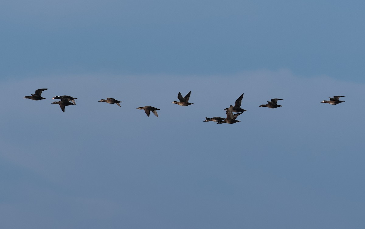 Surf Scoter - ML645841562