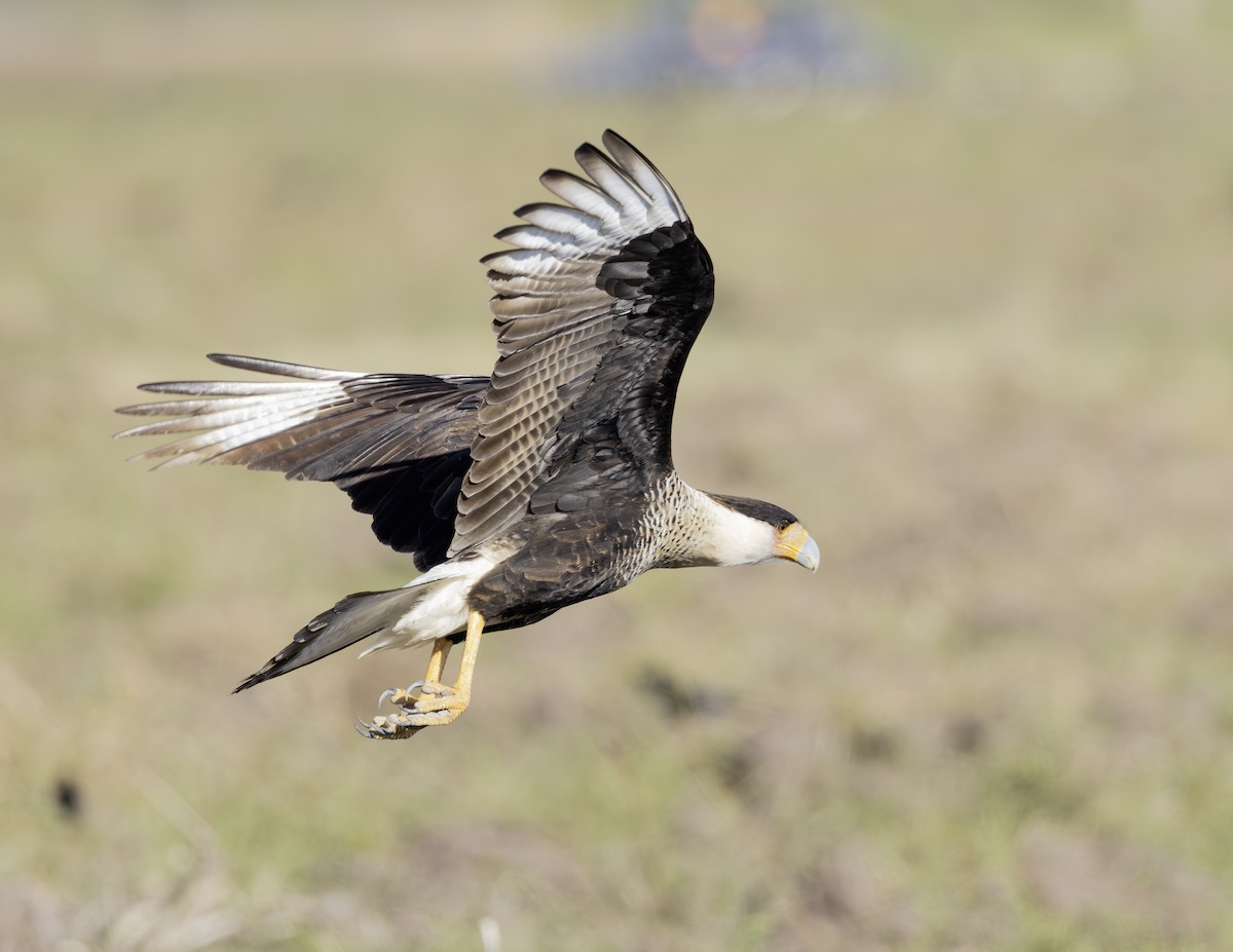 Crested Caracara - ML645841563