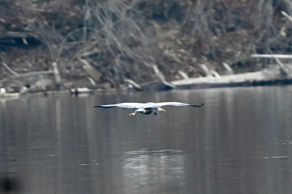 Great Blue Heron - ML645841564