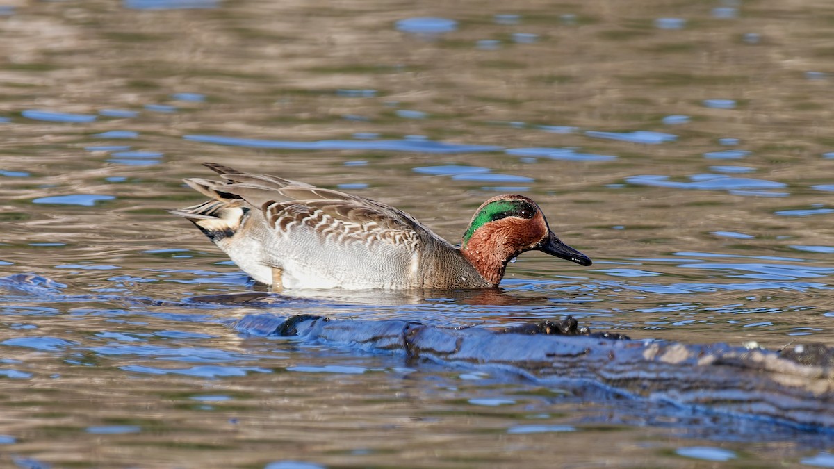 Green-winged Teal - ML645841565