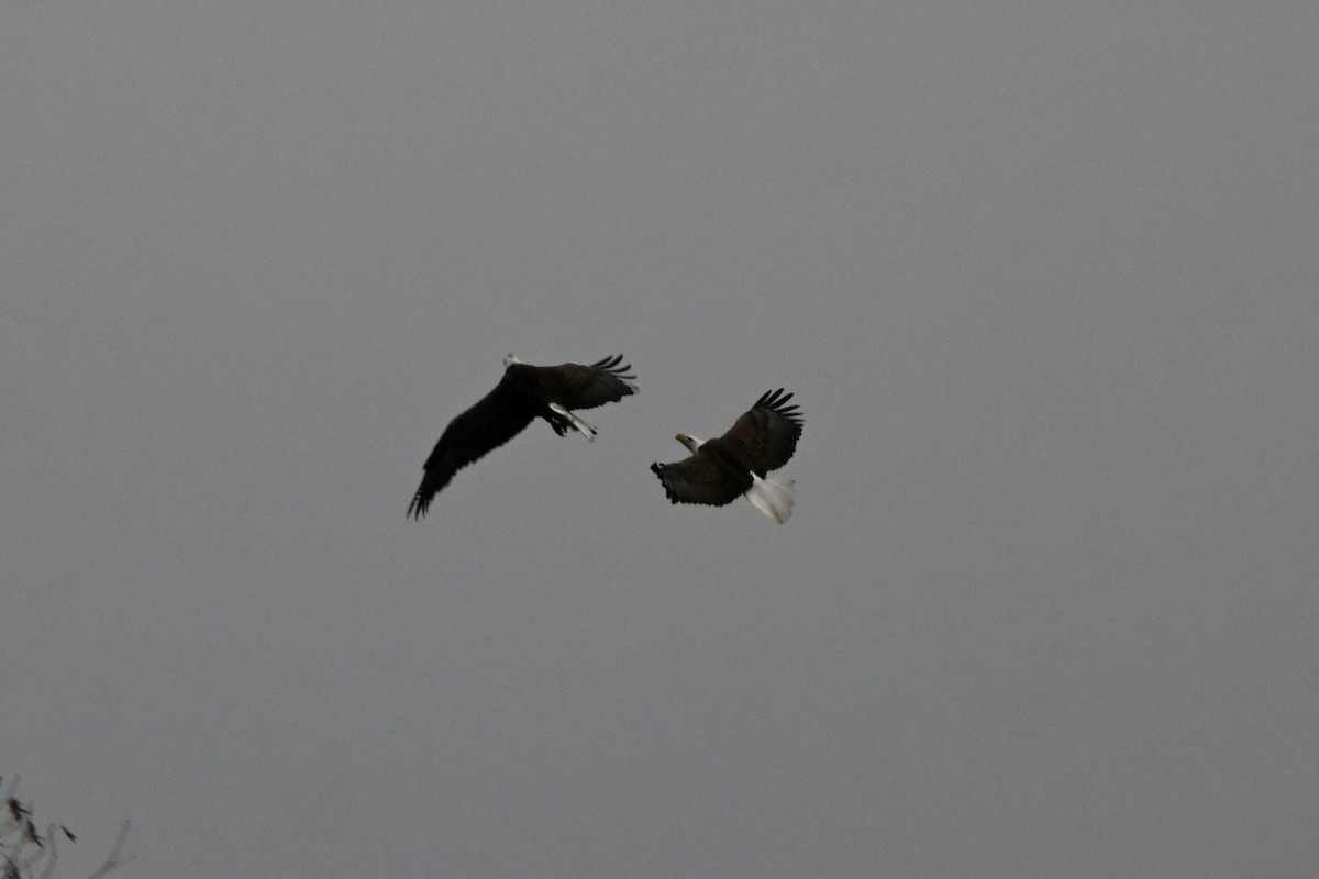 Bald Eagle - ML645841566