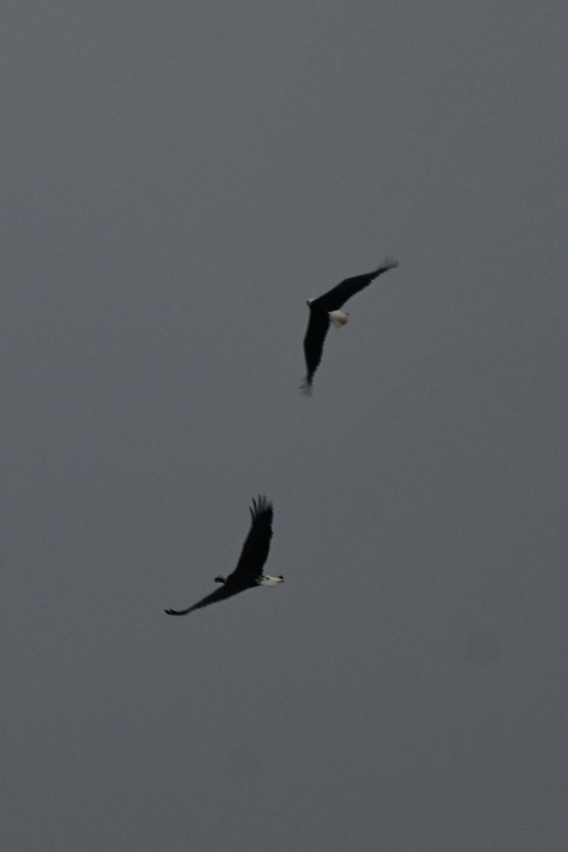 Bald Eagle - ML645841567