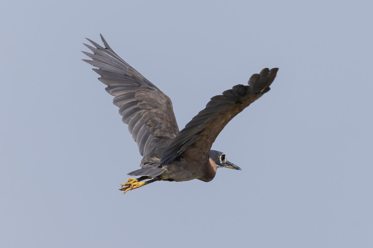 White-backed Night Heron - ML645841568