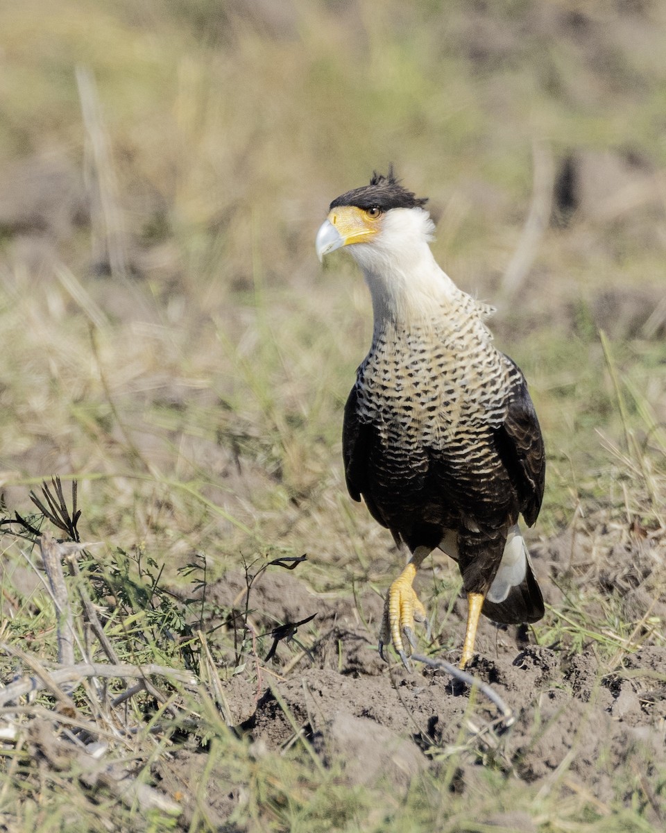 Crested Caracara - ML645841569