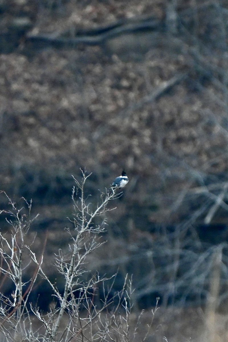 Belted Kingfisher - ML645841571
