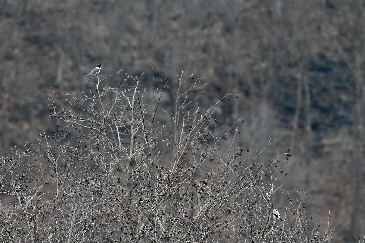 Belted Kingfisher - ML645841572