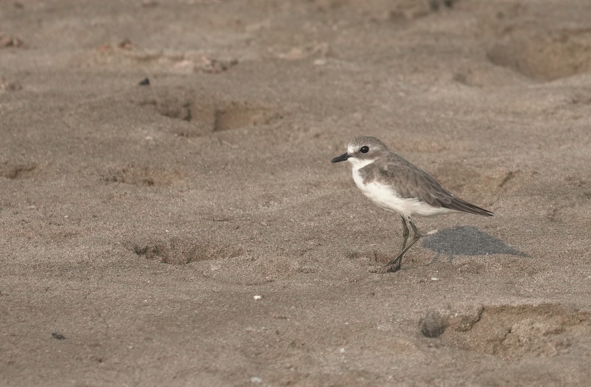 Tibet Cılıbıtı - ML645841578