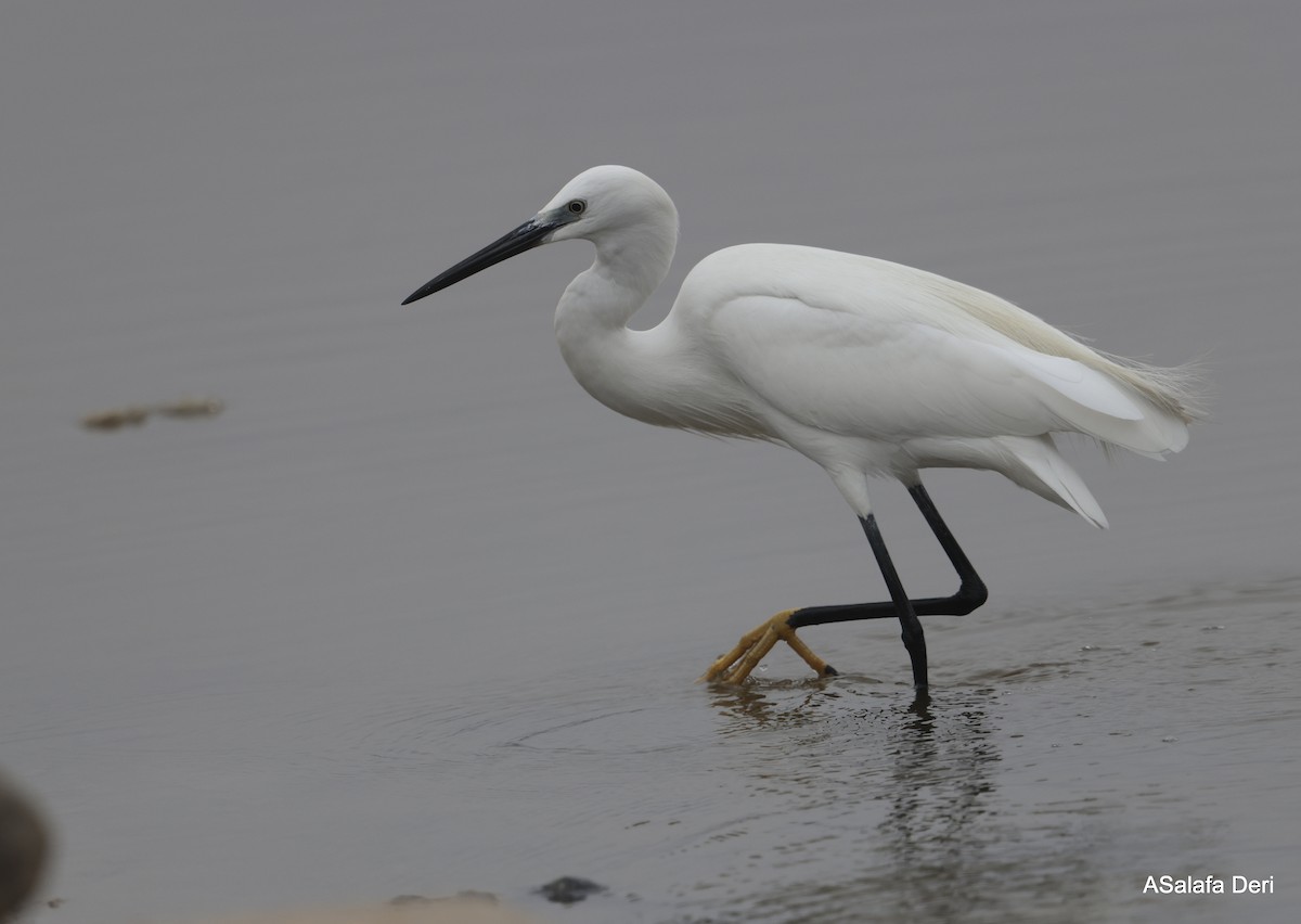 Little Egret (Western) - ML645841584