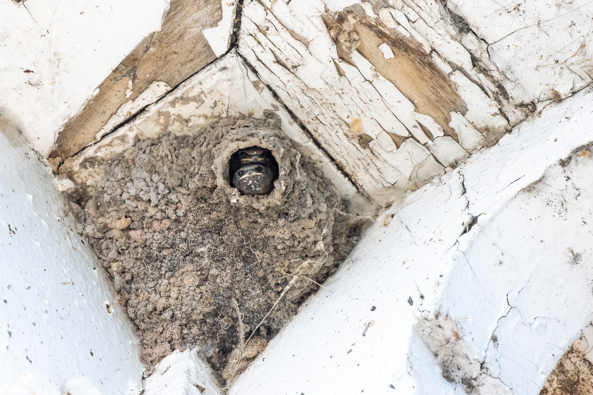 סנונית אמריקנית - ML645841593